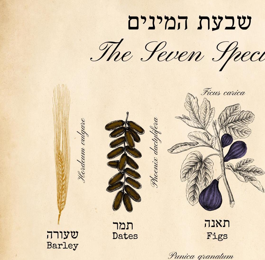 Seven Species Art Print, Shivat HaMinim, Bible fruits art